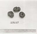 Click for 1 image(s) for this accession. FRUIT